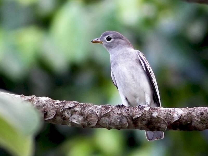 Cotinga piquigualda, Fotos 2