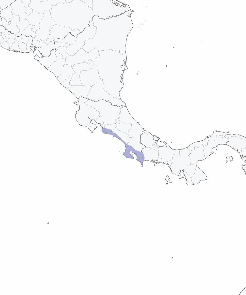 Cotinga piquigualda, Distribución 1