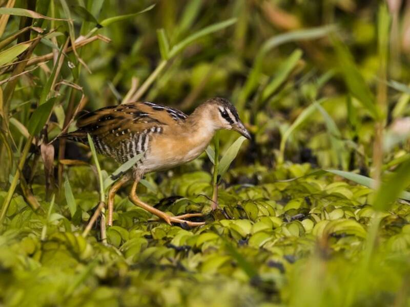 Yellow-breasted Crake, Photos 3