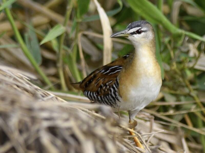 Yellow-breasted Crake, Photos 4