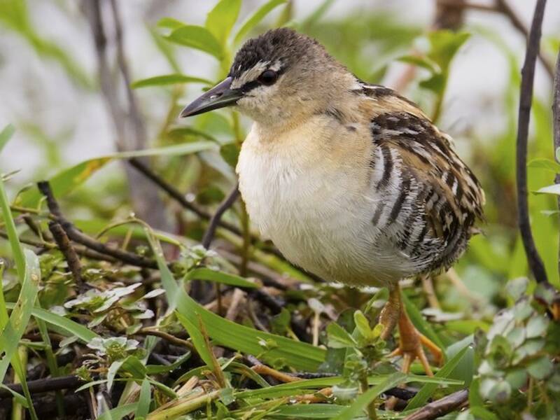 Yellow-breasted Crake, Photos 2
