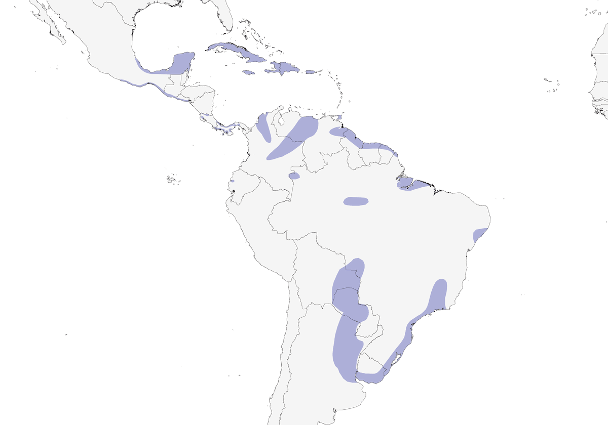 Yellow-breasted Crake, Distribution 1