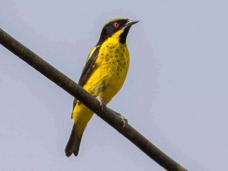 Yellow-bellied Dacnis, Photos 3