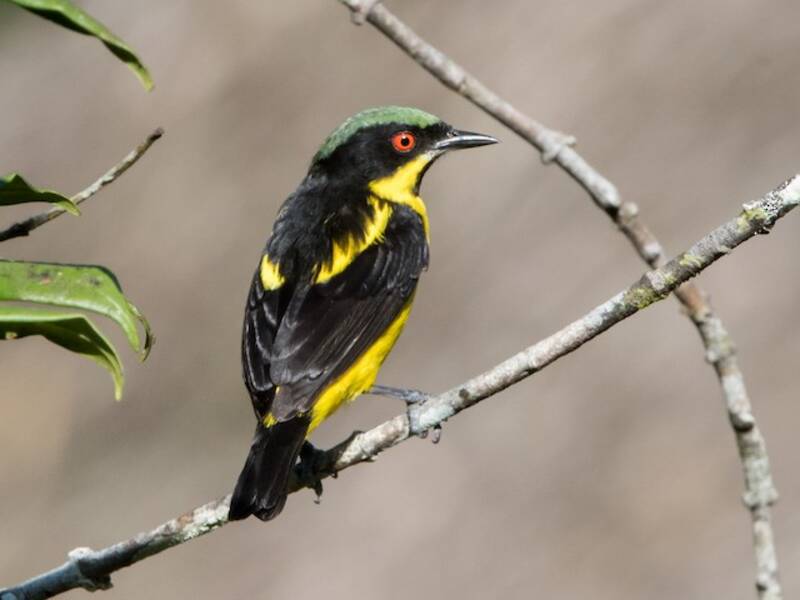 Yellow-bellied Dacnis, Photos 4