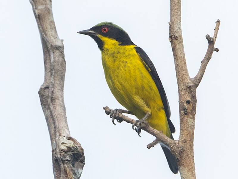 Yellow-bellied Dacnis, Photos 2