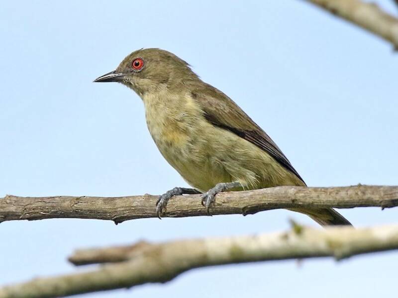 Yellow-bellied Dacnis