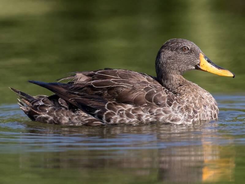 Pato Piquiamarillo