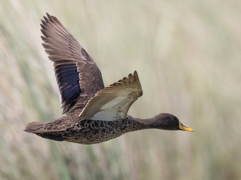 Yellow-billed Duck, Photos 3