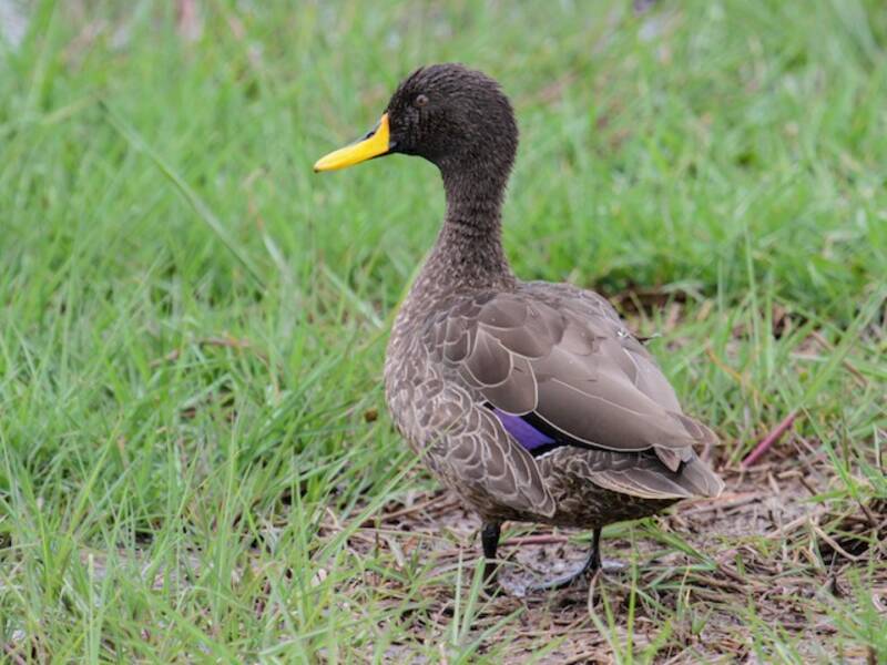 Yellow-billed Duck, Photos 2