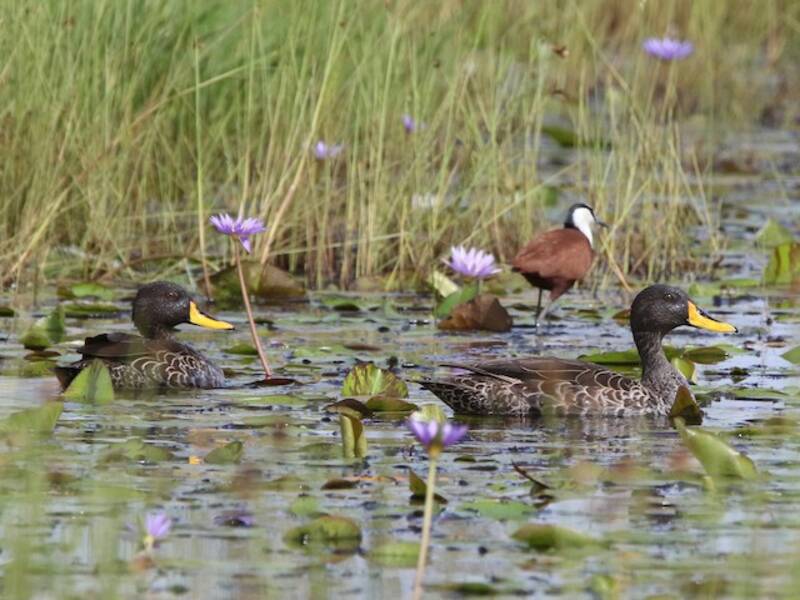 Yellow-billed Duck, Photos 4