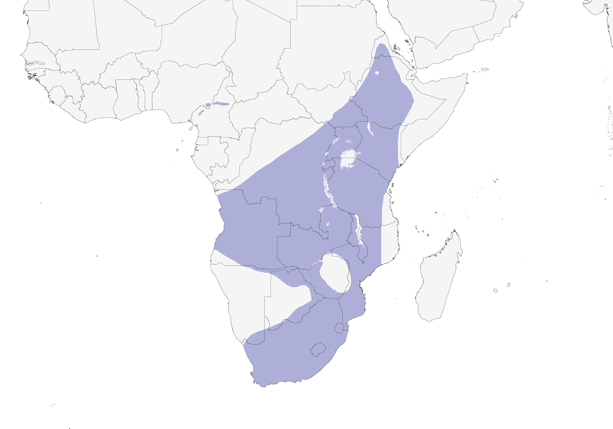 Yellow-billed Duck, Distribution 1