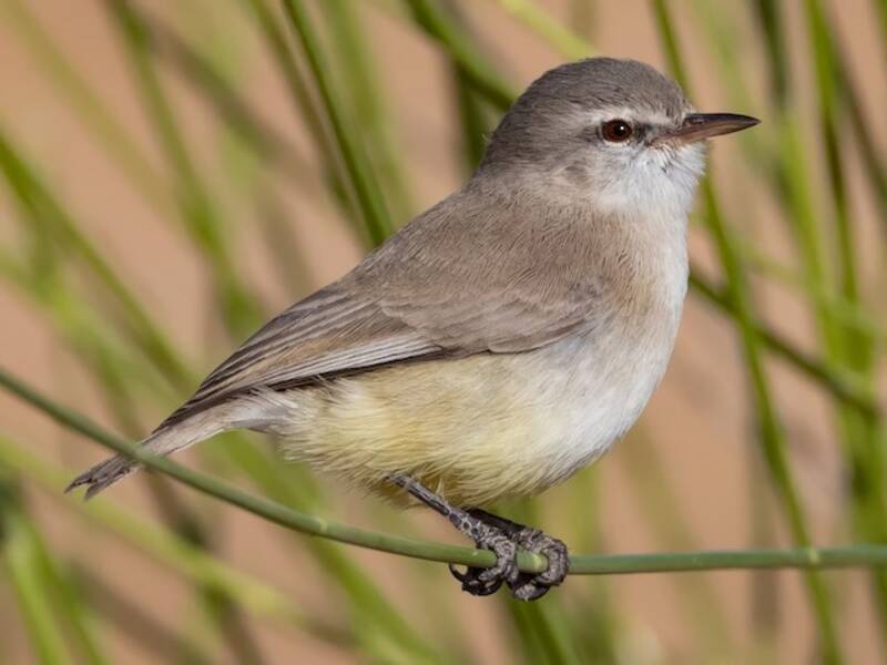 Yellow-bellied Eremomela, 照片 3