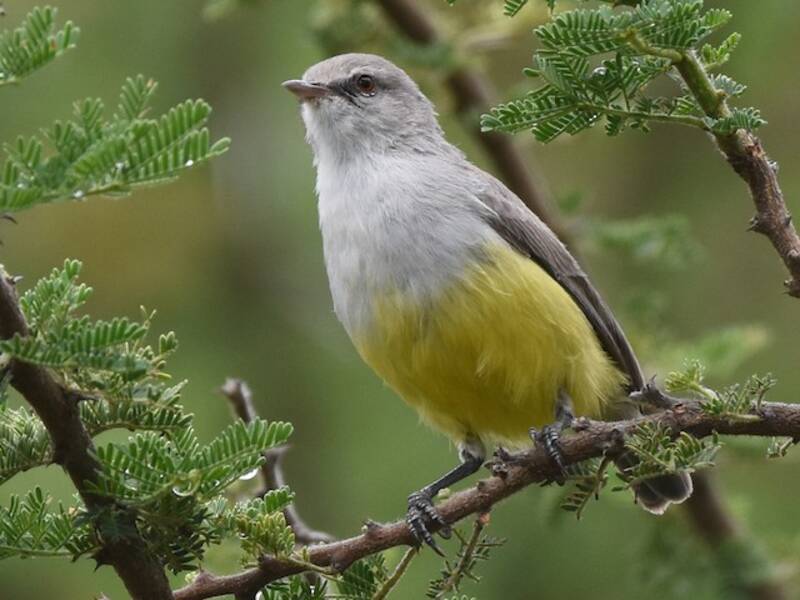 Yellow-bellied Eremomela