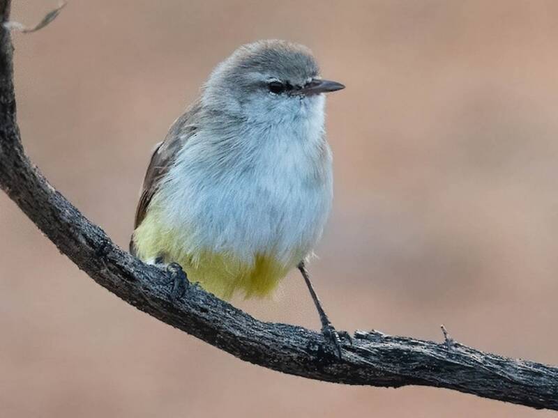 Yellow-bellied Eremomela, 照片 2
