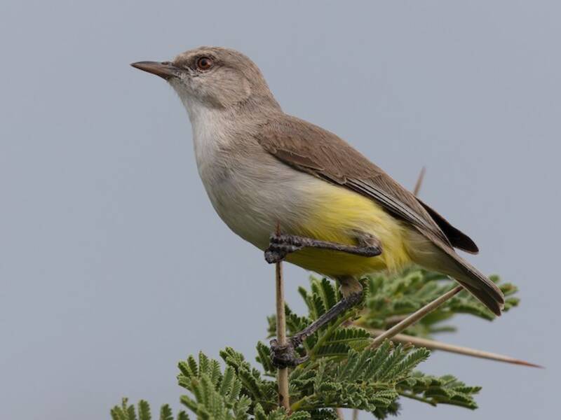 Yellow-bellied Eremomela, 照片 4
