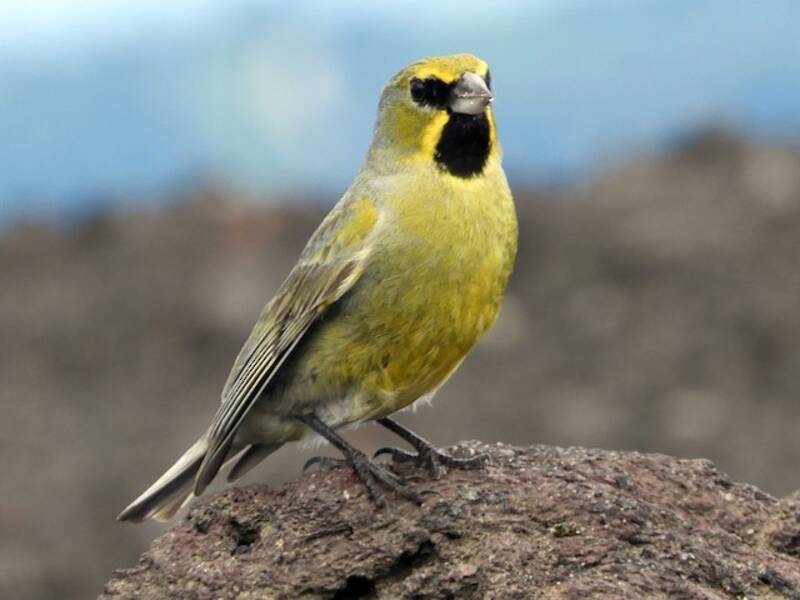 Yellow-bridled Finch, 照片 4