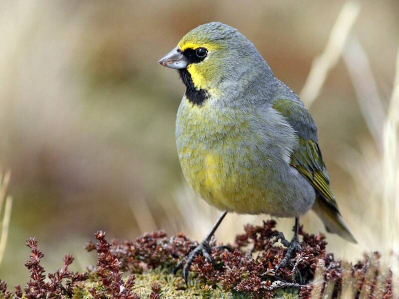 Yellow-bridled Finch