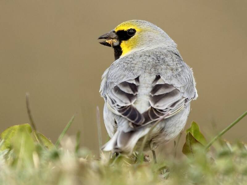 Yellow-bridled Finch, 照片 3