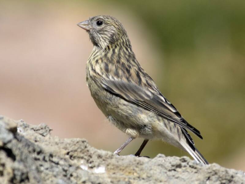Yellow-bridled Finch, 照片 2