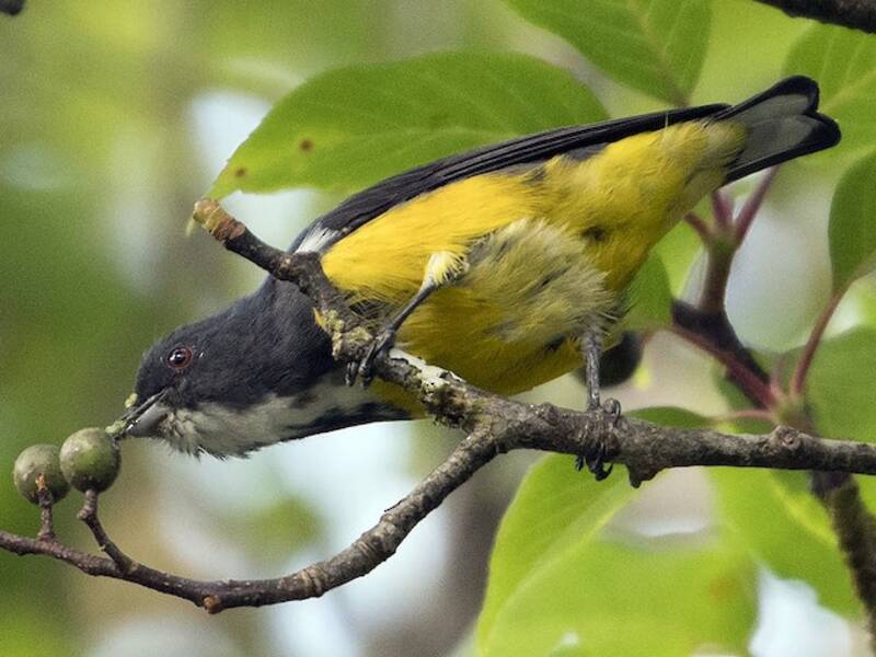Yellow-bellied Flowerpecker, Photos 3