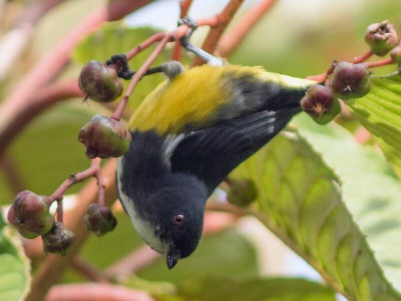 Yellow-bellied Flowerpecker, Photos 4