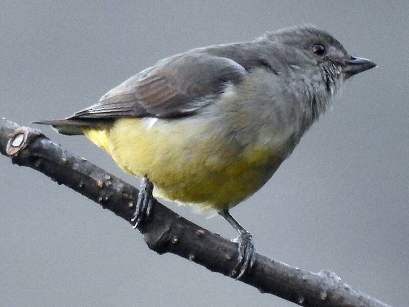 Yellow-bellied Flowerpecker, Photos 2
