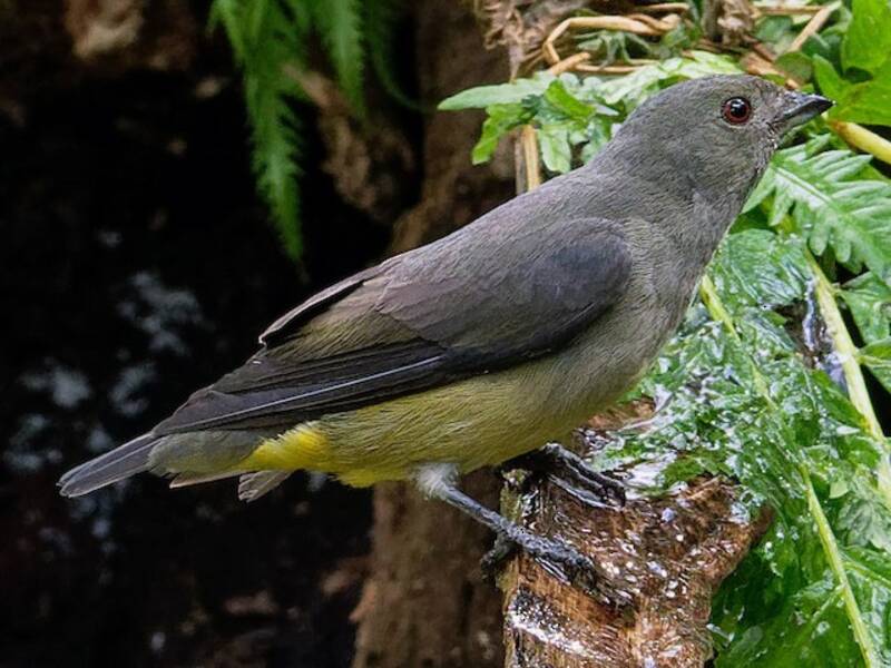 Yellow-bellied Flowerpecker