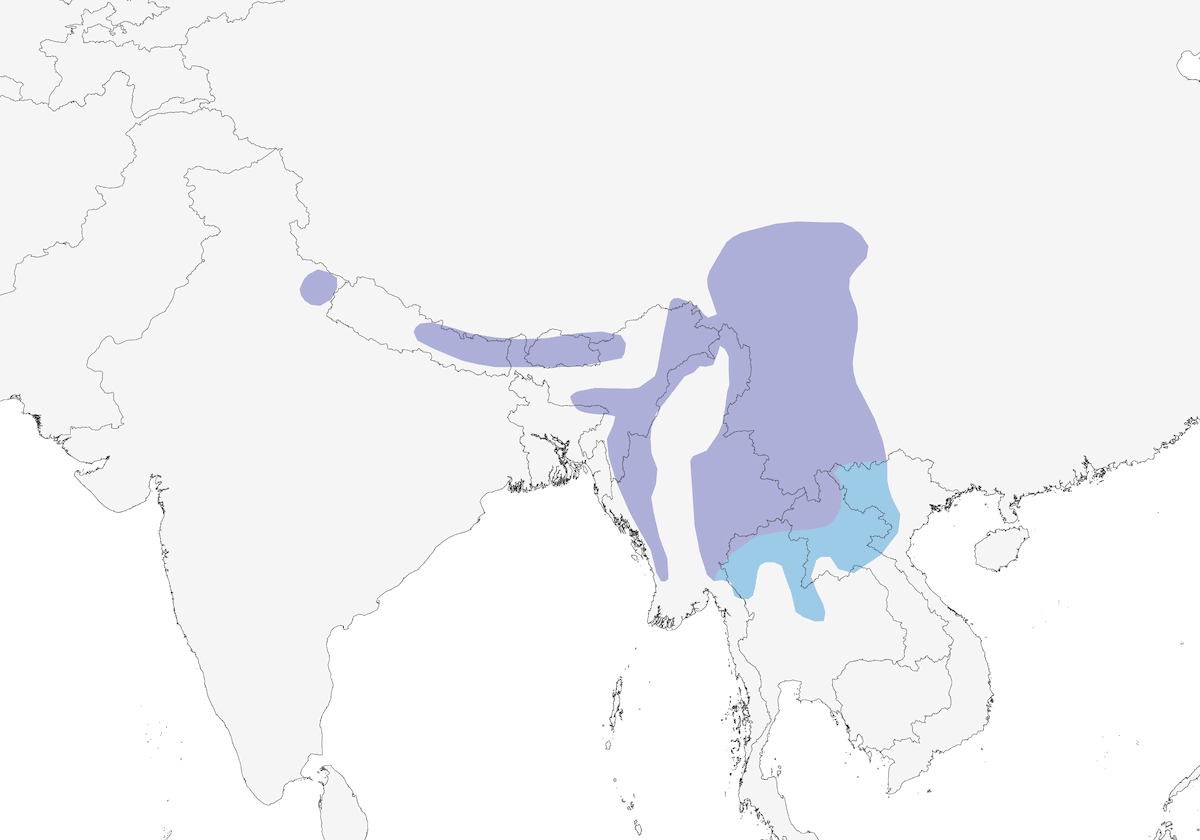 Yellow-bellied Flowerpecker, Distribution 1