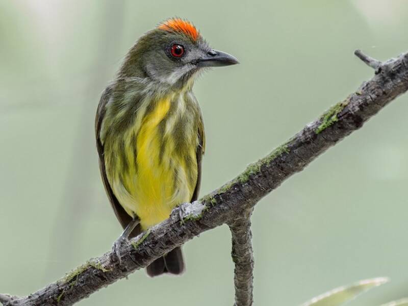 Beccafiori petto giallo, Foto 4