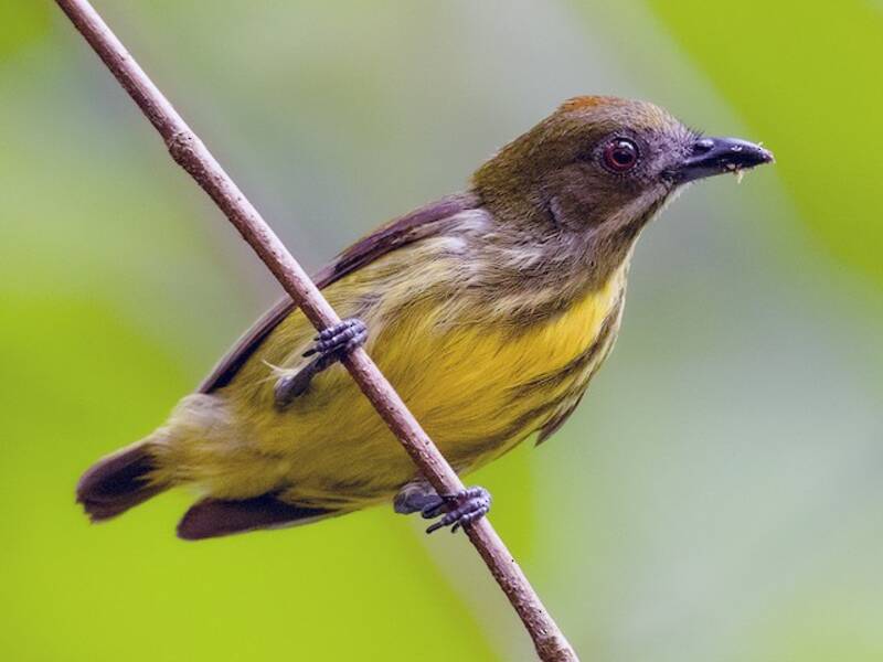Beccafiori petto giallo
