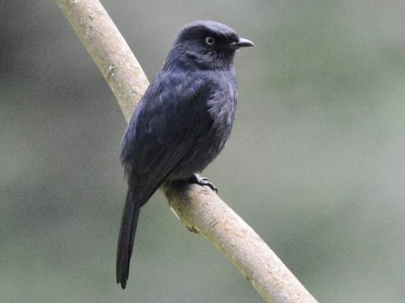 Pigliamosche nero dagli occhi gialli, Foto 4