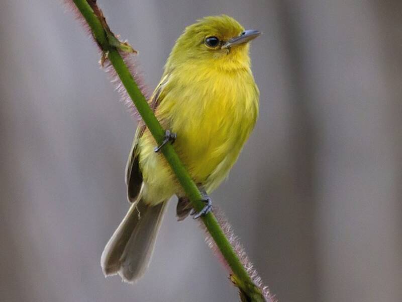 Ochre-lored Flatbill, Photos 3