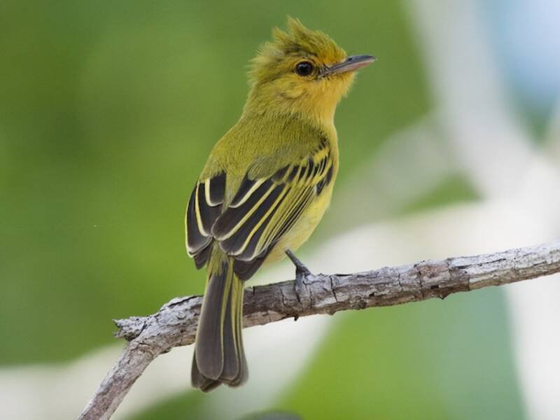 Ochre-lored Flatbill, Photos 2