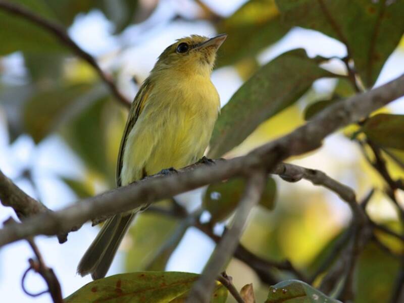 Ochre-lored Flatbill, Photos 4