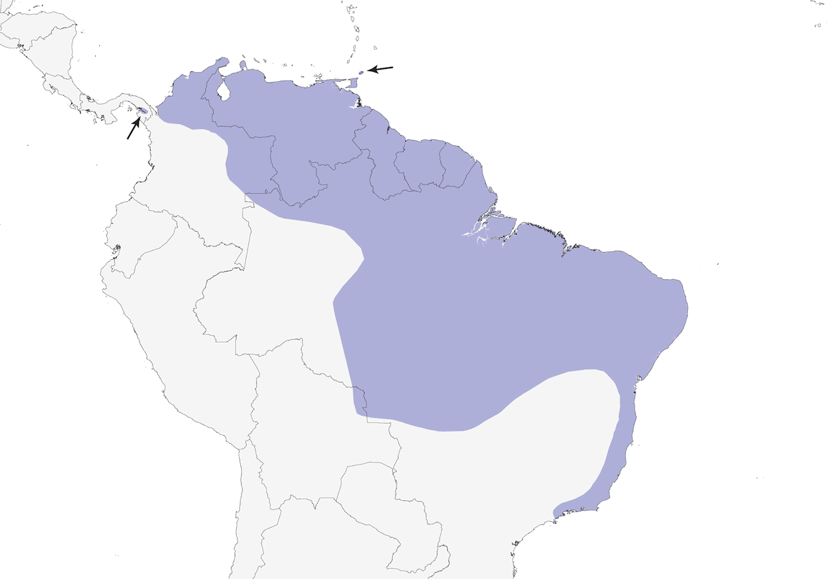 Ochre-lored Flatbill, Distribution 1