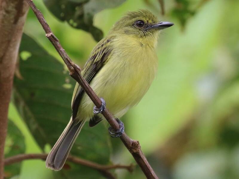 Olive-faced Flatbill, Photos 2