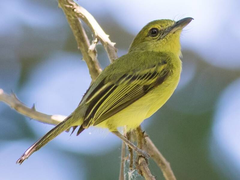 Olive-faced Flatbill, Photos 3