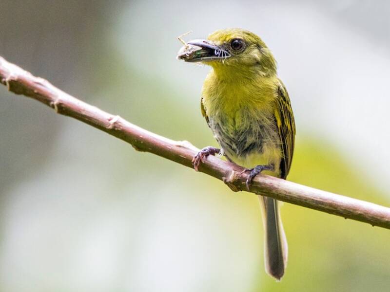 Olive-faced Flatbill, Photos 4