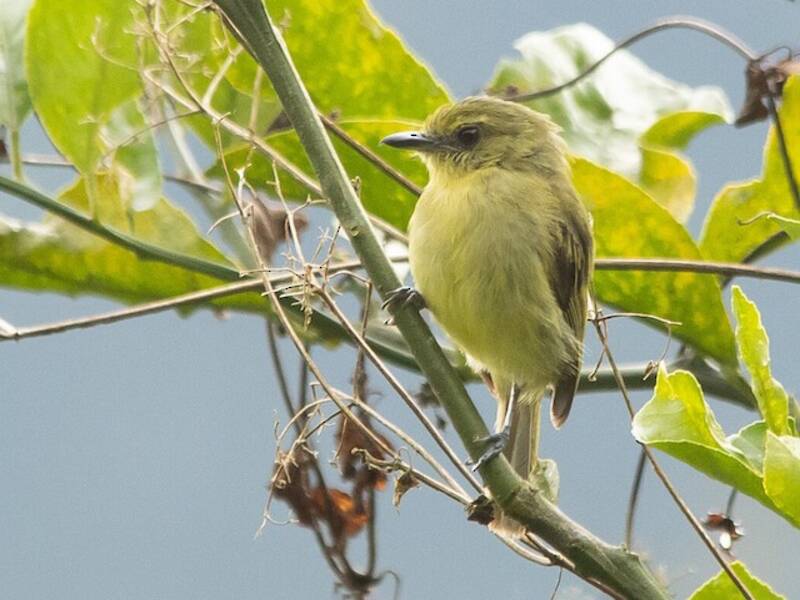 Olive-faced Flatbill, Photos 1