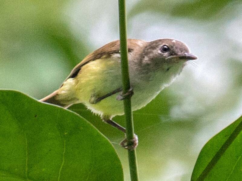 Gerigone ventregiallo, Foto 3