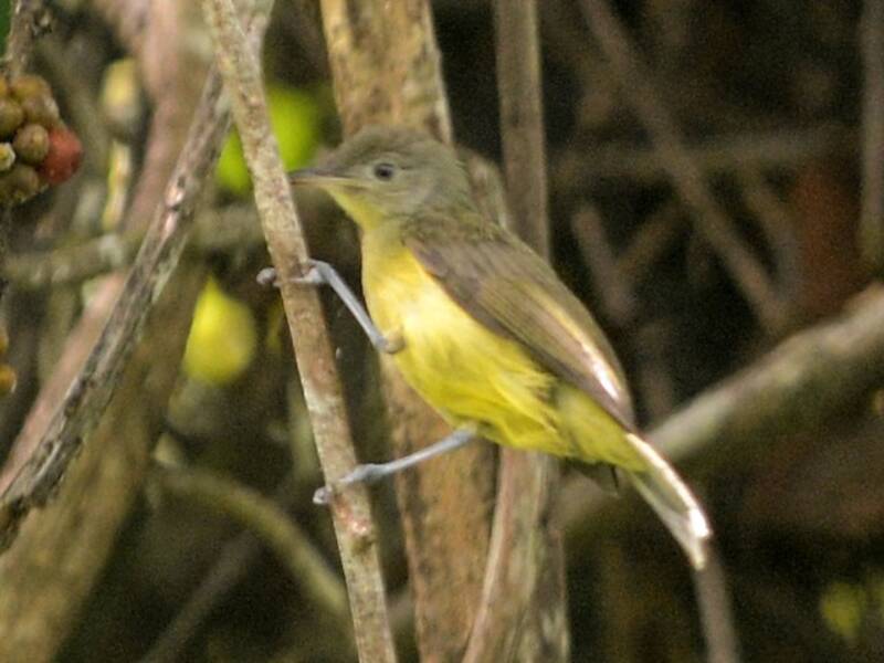 Gerigone ventregiallo, Foto 2
