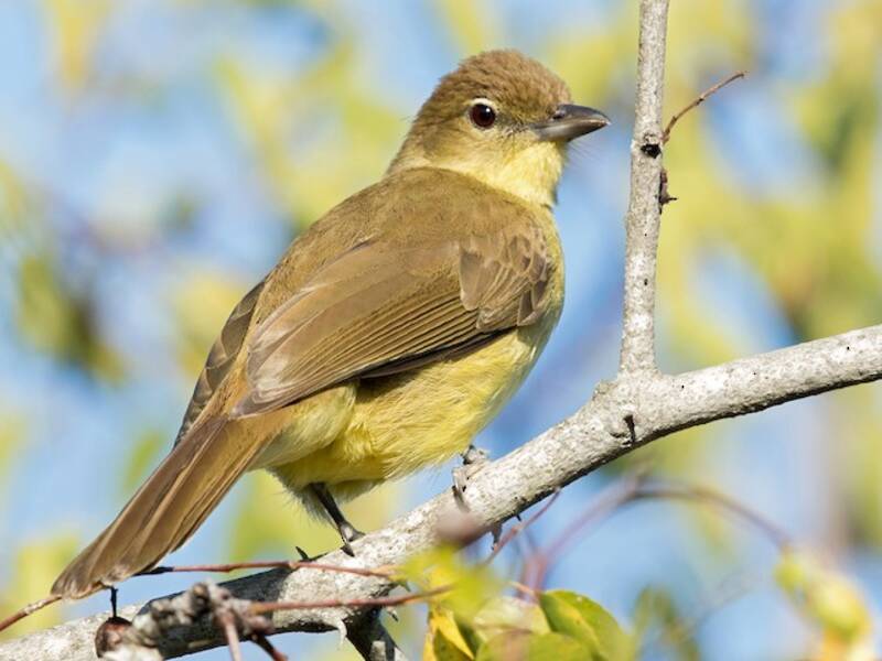Bulbul à ventre jaune, Photos 3