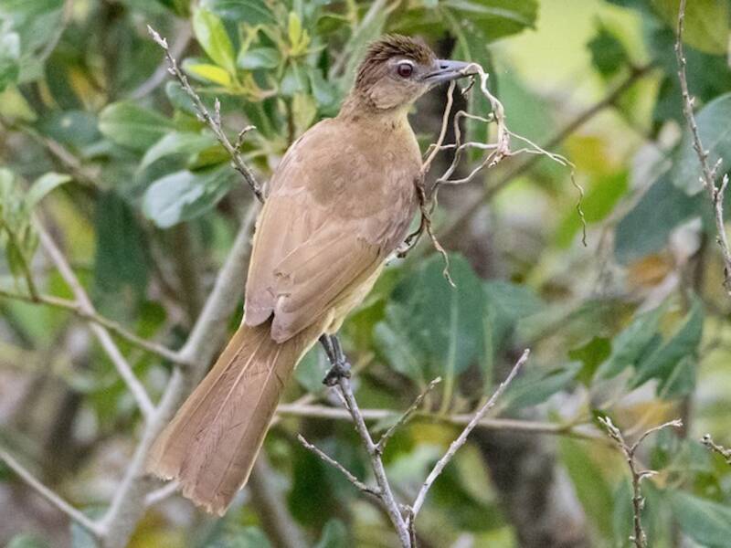 Bulbul à ventre jaune, Photos 4