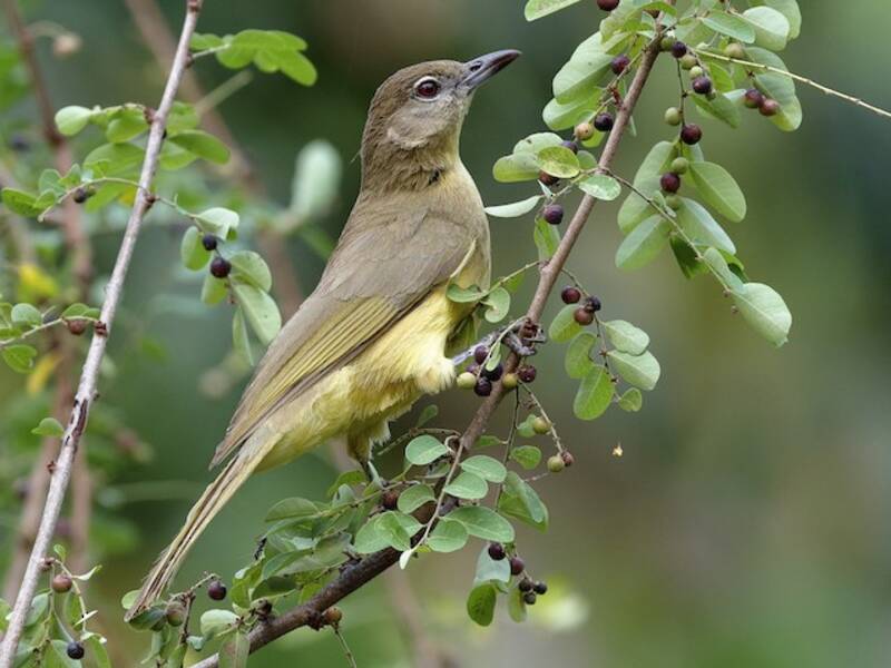 Yellow-bellied Greenbul
