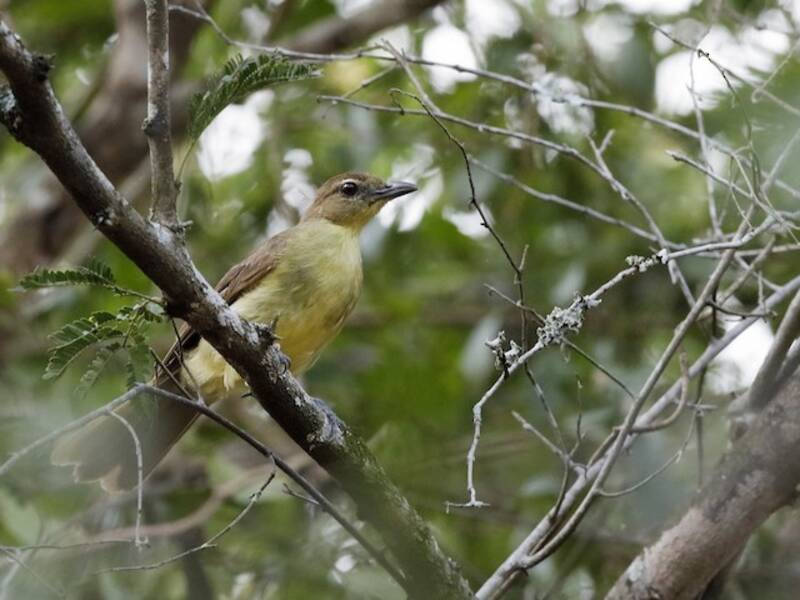 Bulbul à ventre jaune, Photos 2