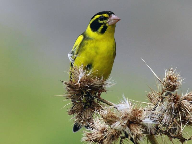 Verdone pettogiallo