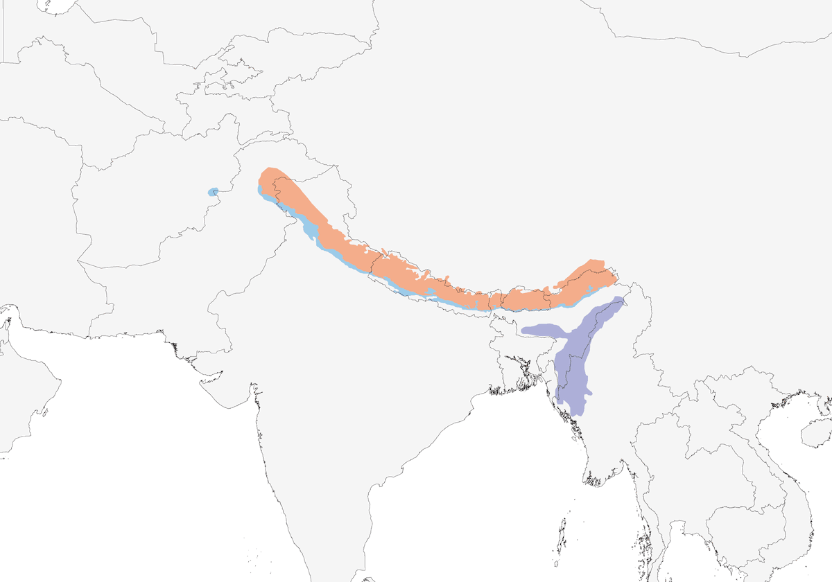 Verdier de Chine, Distribution 1