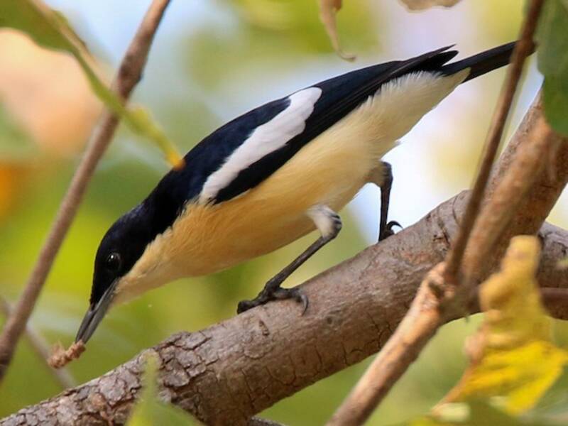 Yellow-bellied Hyliota, 照片 2