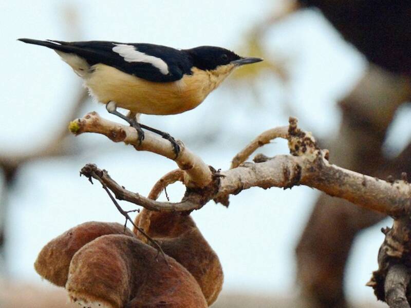 Yellow-bellied Hyliota, 照片 3