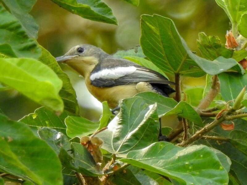 Yellow-bellied Hyliota, 照片 4